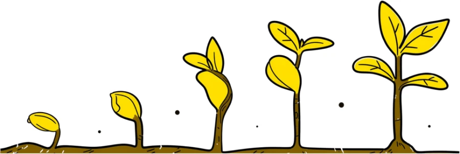 Illustration of a seedling growing through five stages.